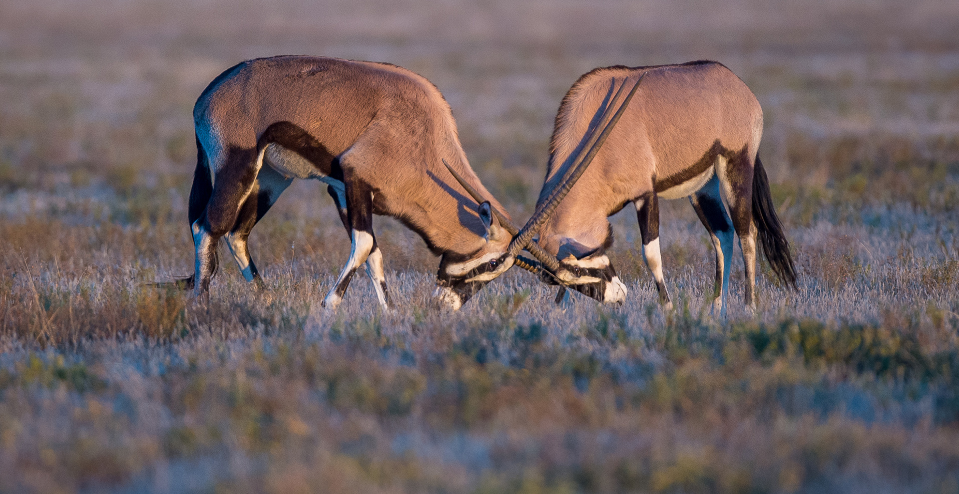 Kalahari Makgadikgadi road