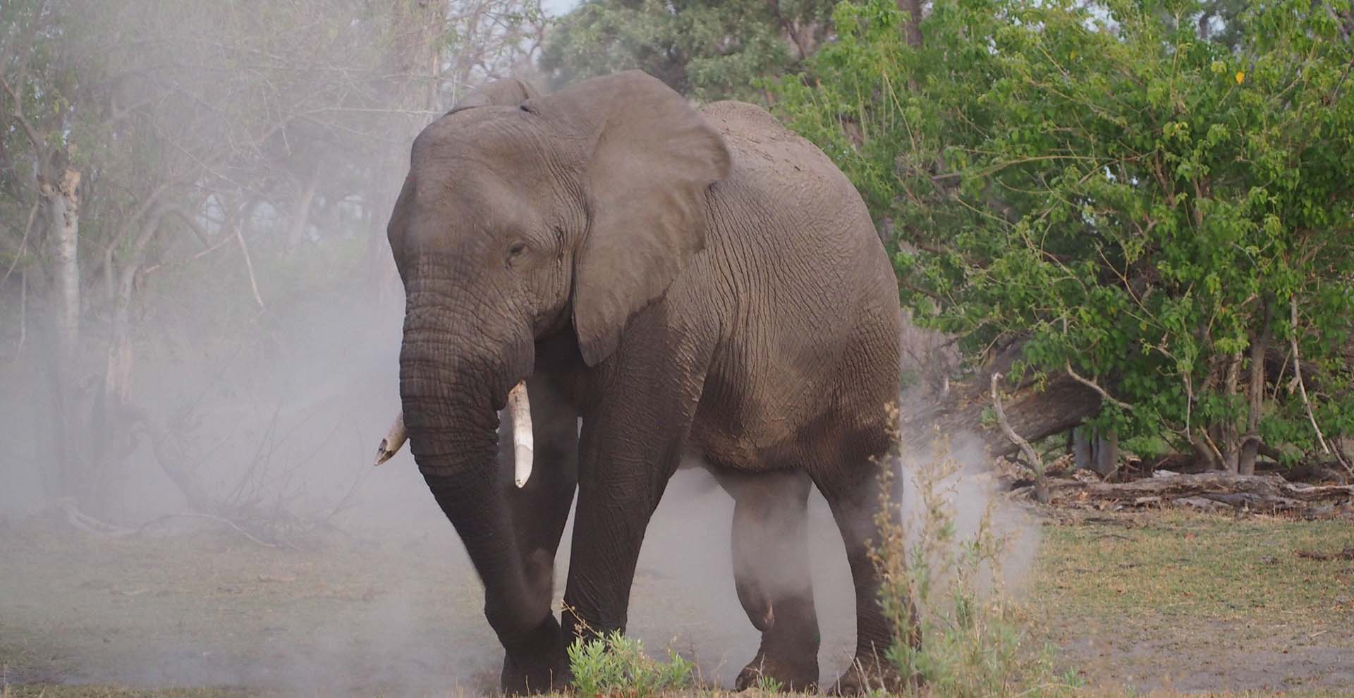 Touch of Okavango 