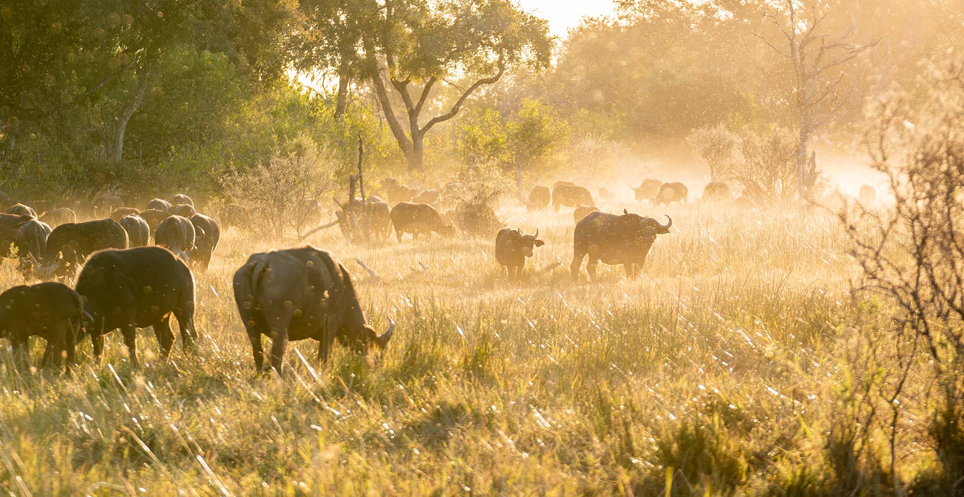 Okavango  Short Vacation